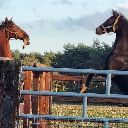 Horsea Apartment Grossringe